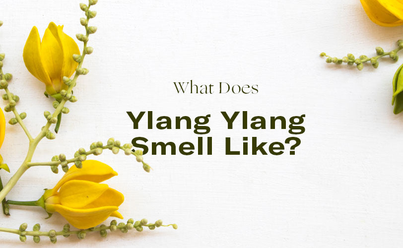 What Does Ylang Ylang Smell Like? Homesick