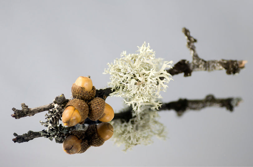 The Scent Guide What Does Oakmoss Smell Like?