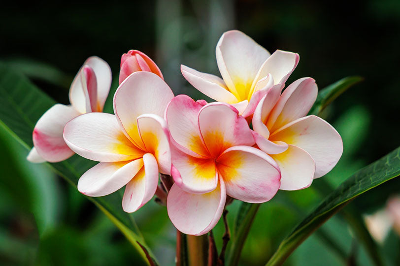What Does Plumeria Smell Like? Homesick