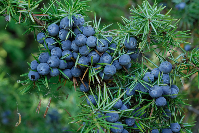 What Does Juniper Berry Smell Like? | Homesick